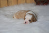 AKC Registered Cavalier King Charles Spaniel For Sale Fredericksburg, OH Female- Lexie