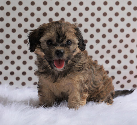 Cavapoo For Sale Fredericksburg, OH Male- Clyde