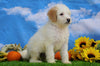 Mini Bernedoodle For Sale Sugarcreek, OH Male- Koda