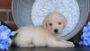 AKC Registered English Cream Golden Retriever For Sale Fredericksburg, OH Male- Bobby