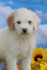 Mini Bernedoodle For Sale Sugarcreek, OH Male- Koda