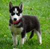 ACA Registered Siberian Husky For Sale Millersburg, OH Female- Daisy
