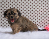 Cavapoo For Sale Fredericksburg, OH Male- Clyde