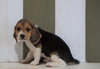 Beagle For Sale Fresno, OH Female- Lily
