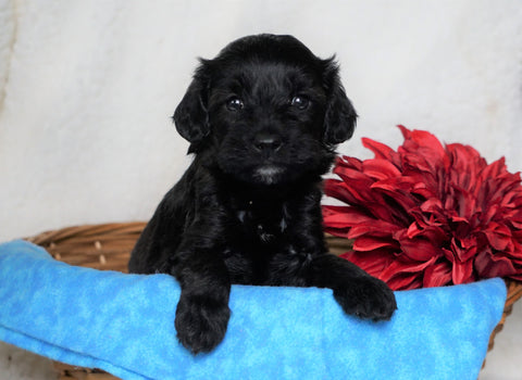 F1B Micro Mini Goldendoodle For Sale Fredericksburg, OH Male- Austin