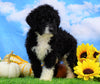 Mini Bernedoodle For Sale Sugarcreek, OH Male- Tucker