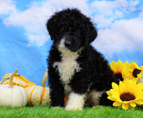 Mini Bernedoodle For Sale Sugarcreek, OH Male- Tucker