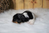 AKC Registered Cavalier King Charles Spaniel For Sale Fredericksburg, OH Female- Lucille
