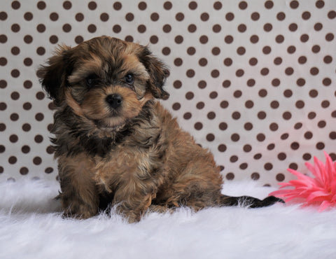 Cavapoo For Sale Fredericksburg, OH Male- Cody
