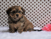 Cavapoo For Sale Fredericksburg, OH Male- Cody