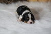 AKC Registered Cavalier King Charles Spaniel For Sale Fredericksburg, OH Female- Lucille