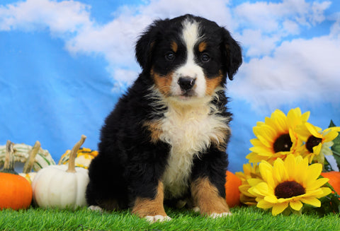AKC Registered Bernese Mountain Dog For Sale Sugarcreek, OH Male- Seth