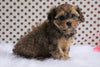 Cavapoo For Sale Fredericksburg, OH Male- Cody