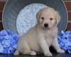 AKC Registered English Cream Golden Retriever For Sale Fredericksburg, OH Male- Cooper