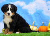 AKC Registered Bernese Mountain Dog For Sale Sugarcreek, OH Male- Seth
