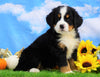 AKC Registered Bernese Mountain Dog For Sale Sugarcreek, OH Male- Silas