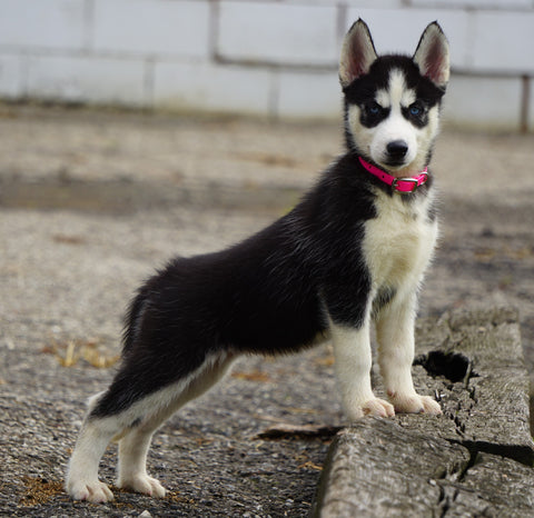 ACA Registered Siberian Husky For Sale Millersburg, OH Female- Daisy