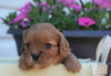 AKC Registered Cavalier King Charles Spaniel For Sale Holmesville, OH Male- Gordon