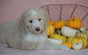 Standard Sheepadoodle For Sale Baltic, OH Female- Angel