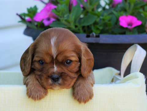 AKC Registered Cavalier King Charles Spaniel For Sale Holmesville, OH Male- Grant