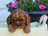 AKC Registered Cavalier King Charles Spaniel For Sale Holmesville, OH Male- Grant
