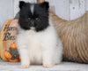 ACA Registered Pomeranian For Sale Millersburg, OH Female - Sandy