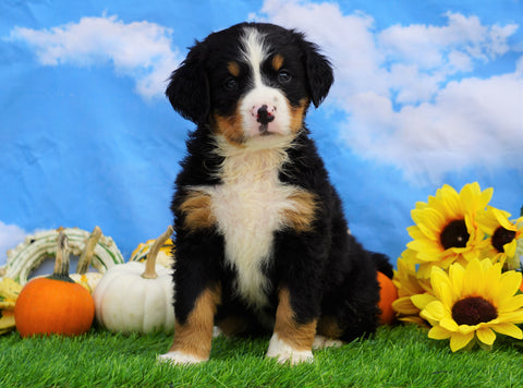 AKC Registered Bernese Mountain Dog For Sale Sugarcreek, OH Female- Skylar