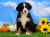 AKC Registered Bernese Mountain Dog For Sale Sugarcreek, OH Female- Skylar