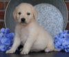 AKC Registered English Cream Golden Retriever For Sale Fredericksburg, OH Male- Cyrus