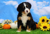 AKC Registered Bernese Mountain Dog For Sale Sugarcreek, OH Female- Skylar