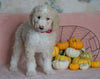 Standard Sheepadoodle For Sale Baltic, OH Female- Angel
