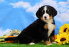 AKC Registered Bernese Mountain Dog For Sale Sugarcreek, OH Female- Skylar