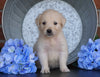 AKC Registered English Cream Golden Retriever For Sale Fredericksburg, OH Male- Duffy