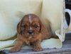 AKC Registered Cavalier King Charles Spaniel For Sale Holmesville, OH Male- Grant