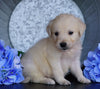 AKC Registered English Cream Golden Retriever For Sale Fredericksburg, OH Male- Duffy
