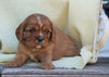 AKC Registered Cavalier King Charles Spaniel For Sale Holmesville, OH Male- Grant