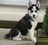 ACA Registered Siberian Husky For Sale Millersburg, OH Male- Dakota