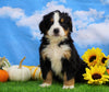 AKC Registered Bernese Mountain Dog For Sale Sugarcreek, OH Male- Shane