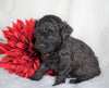 F1B Micro Mini Goldendoodle For Sale Fredericksburg, OH Female- Alexis