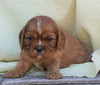 AKC Registered Cavalier King Charles Spaniel For Sale Holmesville, OH Male- Grant