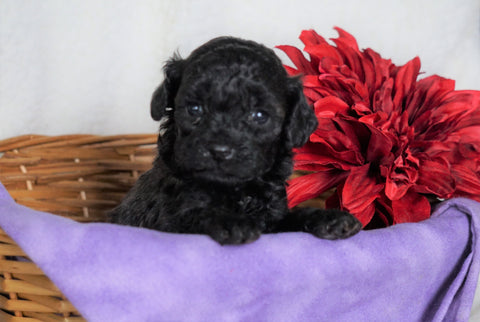 F1B Micro Mini Goldendoodle For Sale Fredericksburg, OH Female- Alexis