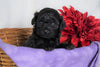 F1B Micro Mini Goldendoodle For Sale Fredericksburg, OH Female- Alexis