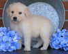 AKC Registered English Cream Golden Retriever For Sale Fredericksburg, OH Male- Julian