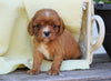 AKC Registered Cavalier King Charles Spaniel For Sale Holmesville, OH Female- Gracie
