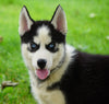 ACA Registered Siberian Husky For Sale Millersburg, OH Male- Dakota