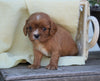 AKC Registered Cavalier King Charles Spaniel For Sale Holmesville, OH Female- Gracie