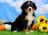 AKC Registered Bernese Mountain Dog For Sale Sugarcreek, OH Female- Sadie