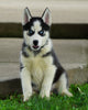 ACA Registered Siberian Husky For Sale Millersburg, OH Male- Dakota