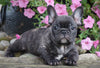 Frenchton For Sale Millersburg, OH Male- Logan