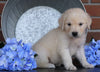 AKC Registered English Cream Golden Retriever For Sale Fredericksburg, OH Male- Muffin